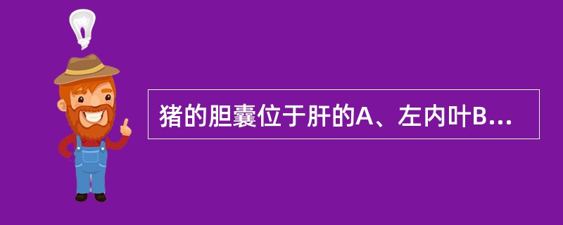 猪的胆囊位于肝的A、左内叶B、左叶C、右内叶D、右叶E、方叶