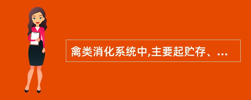 禽类消化系统中,主要起贮存、湿润和软化食物作用的器官是A、口腔B、食管C、嗉囊D