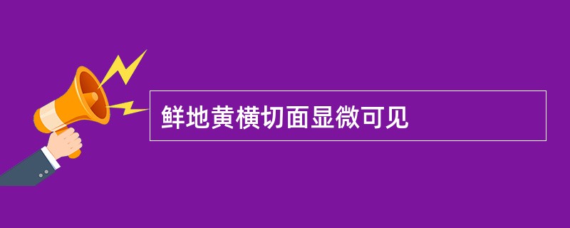 鲜地黄横切面显微可见