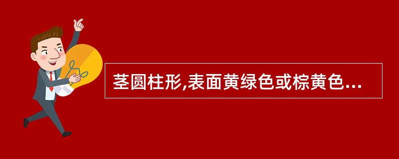 茎圆柱形,表面黄绿色或棕黄色,具纵棱线,断面中部有白色的髓,叶互生的药材是