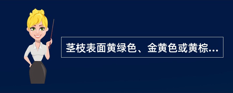 茎枝表面黄绿色、金黄色或黄棕色,节膨大,节上有分枝或枝痕,质脆的药材是