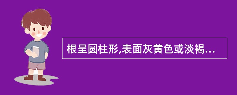 根呈圆柱形,表面灰黄色或淡褐色,质硬而韧,不易折断,断面纤维性并显粉性,味微甜的