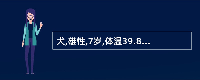 犬,雄性,7岁,体温39.8℃,精神差,无食欲,近两天下腹部略微增大,频频作痛苦