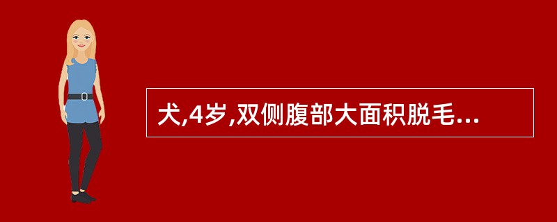 犬,4岁,双侧腹部大面积脱毛,皮肤表面有红斑,个别地方有痂皮。颈背部皮肤脱毛,有