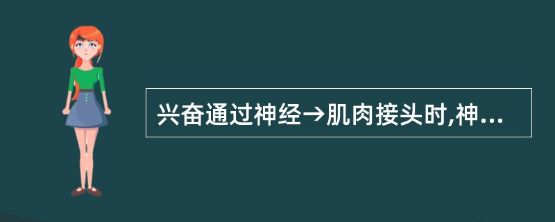 兴奋通过神经→肌肉接头时,神经末梢突触小泡释放的化学物质是A、乙酰胆碱B、去甲肾