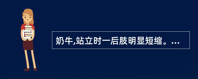 奶牛,站立时一后肢明显短缩。他动运动内收外展均容易。运动时,患肢不能负重,以蹄尖