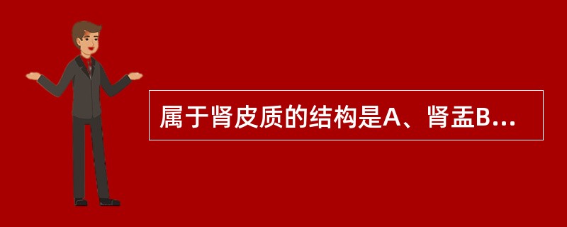 属于肾皮质的结构是A、肾盂B、肾盏C、肾锥体D、肾柱E、肾乳头