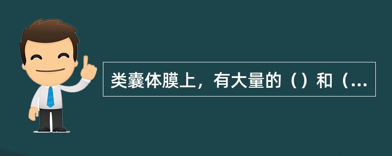 类囊体膜上，有大量的（）和（）。两者紧密相连，前者收集光能，后者保护前者免受氧化