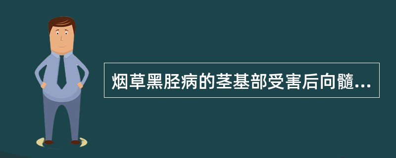 烟草黑胫病的茎基部受害后向髓部扩展，大雨后遇烈日、高温．则全株叶片突然调萎，然后