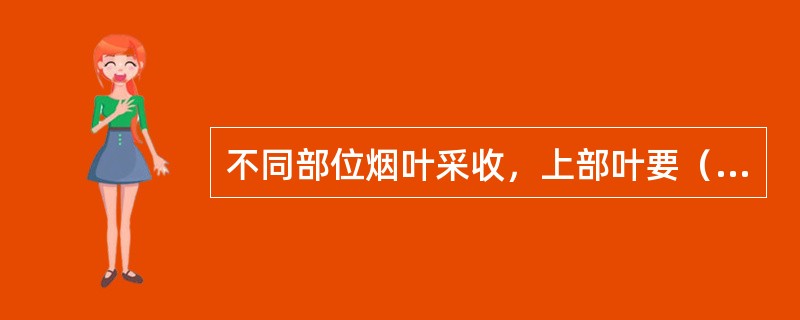 不同部位烟叶采收，上部叶要（）采收。