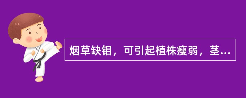 烟草缺钼，可引起植株瘦弱，茎杆细长，叶片（）。