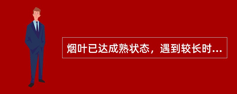 烟叶已达成熟状态，遇到较长时间降雨，又失去成熟状态，这类烟叶叫（）。