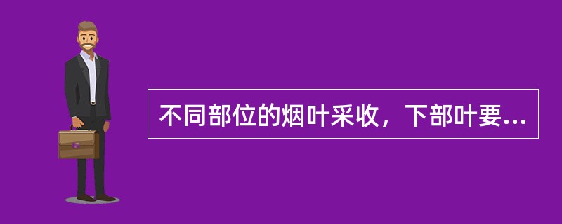 不同部位的烟叶采收，下部叶要（）采收。