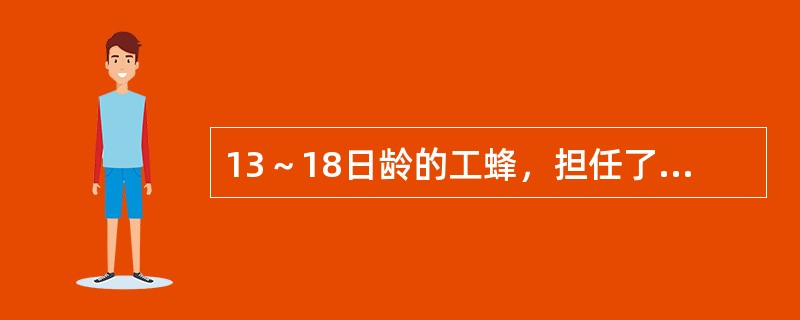 13～18日龄的工蜂，担任了蜂巢内哪些工作？