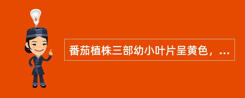 番茄植株三部幼小叶片呈黄色，而下部老熟叶片仍保持绿色，果实易产生脐腐病，这是缺乏