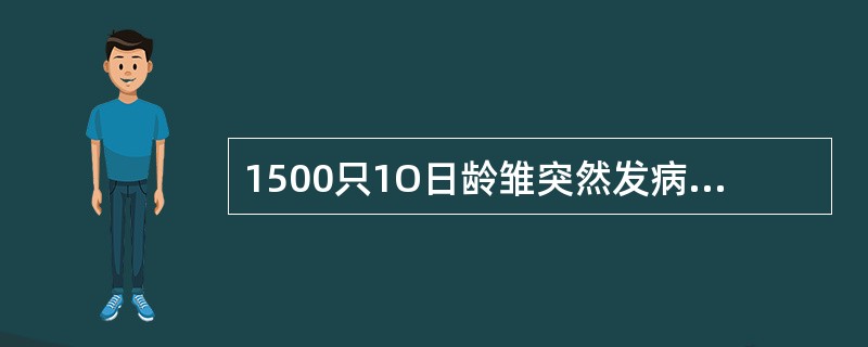 1500只1O日龄雏突然发病，3天后发病率90％，病死率为52％；表现为精神萎顿