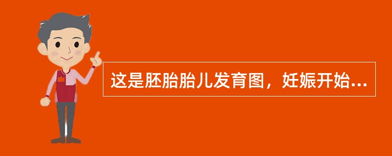 这是胚胎胎儿发育图，妊娠开始8周的孕体称为_____，自妊娠9周起称为_____