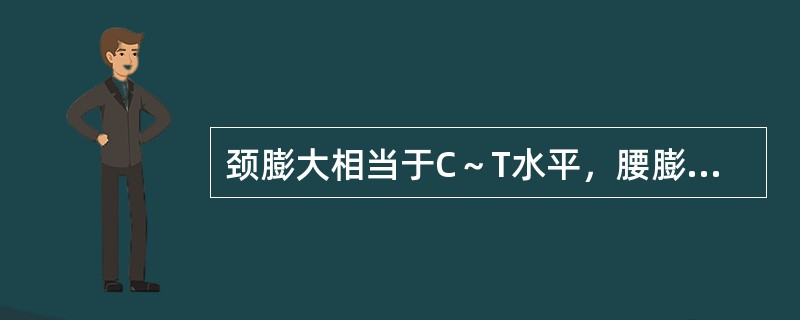 颈膨大相当于C～T水平，腰膨大相当于L～S水平。