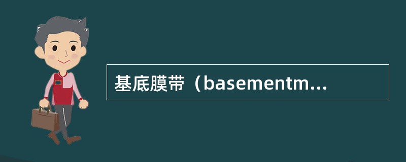 基底膜带（basementmembranezone，BMZ）