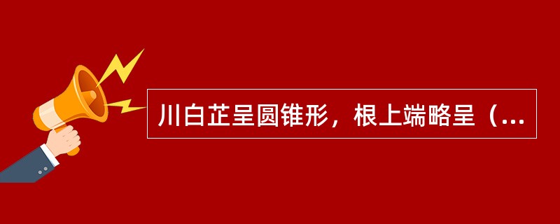 川白芷呈圆锥形，根上端略呈（），体顺长，略似胡萝卜，有支根痕，茎痕略下凹，外皮灰