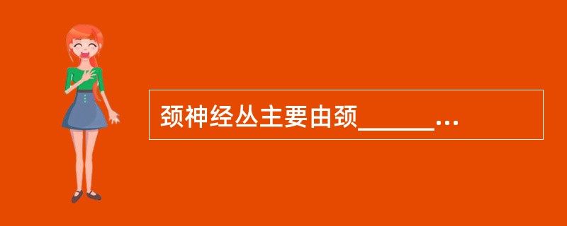 颈神经丛主要由颈________脊神经腹支组成，分为颈浅丛和颈深丛。