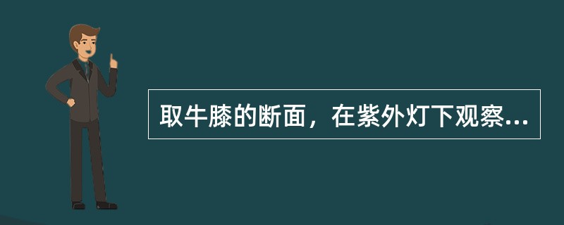 取牛膝的断面，在紫外灯下观察，显（）色荧光；滴加1％氨化铵后，显淡（）色荧光。