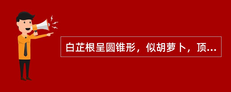 白芷根呈圆锥形，似胡萝卜，顶端有凹陷的茎痕，具同心性环状纹理。皮孔较小，横向突起