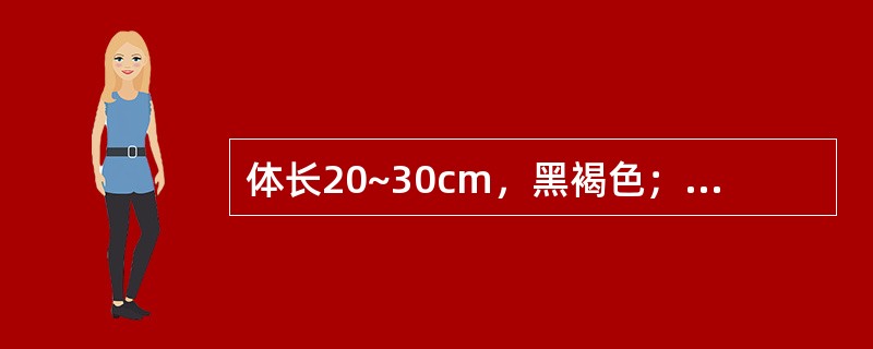 体长20~30cm，黑褐色；躯干1、4、7及尾1、4、8、11、14、20节上棱