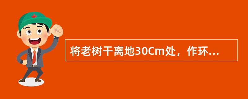 将老树干离地30Cm处，作环状剥皮，放在木架内晒成9成干，取出纵横堆叠，加压，约