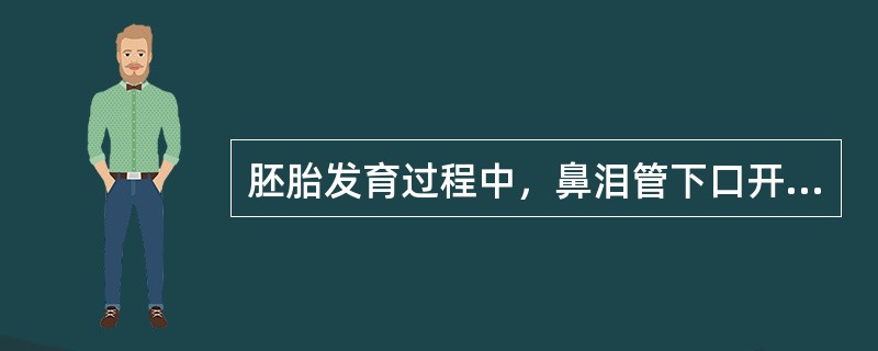 胚胎发育过程中，鼻泪管下口开放时间应该是（）