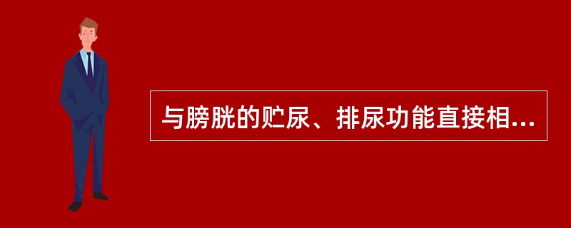 与膀胱的贮尿、排尿功能直接相关的是（）。