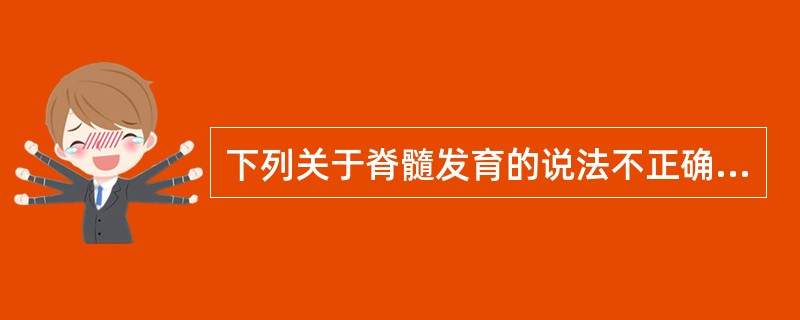 下列关于脊髓发育的说法不正确的是（）