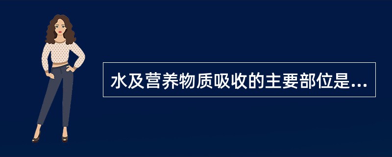 水及营养物质吸收的主要部位是在（）