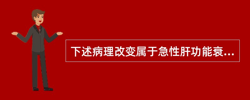 下述病理改变属于急性肝功能衰竭改变的是（）。