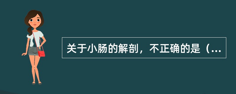 关于小肠的解剖，不正确的是（）。