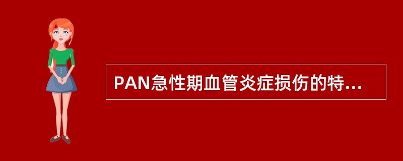 PAN急性期血管炎症损伤的特点是（）