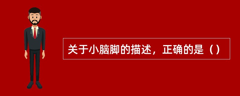 关于小脑脚的描述，正确的是（）