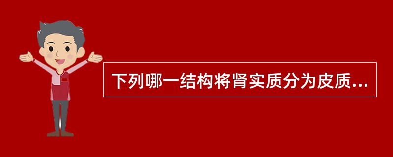 下列哪一结构将肾实质分为皮质和髓质