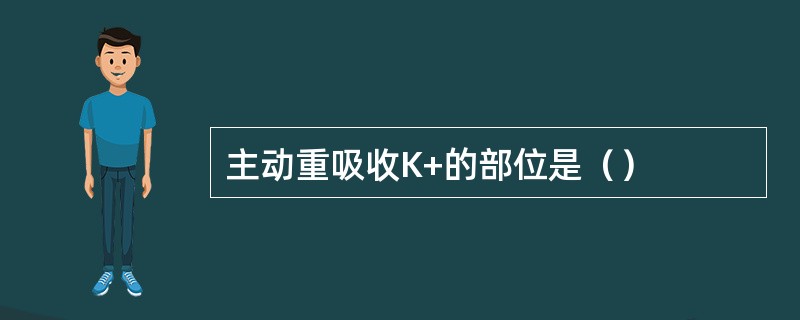 主动重吸收K+的部位是（）