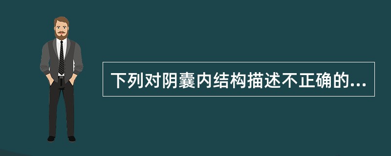 下列对阴囊内结构描述不正确的是（）。
