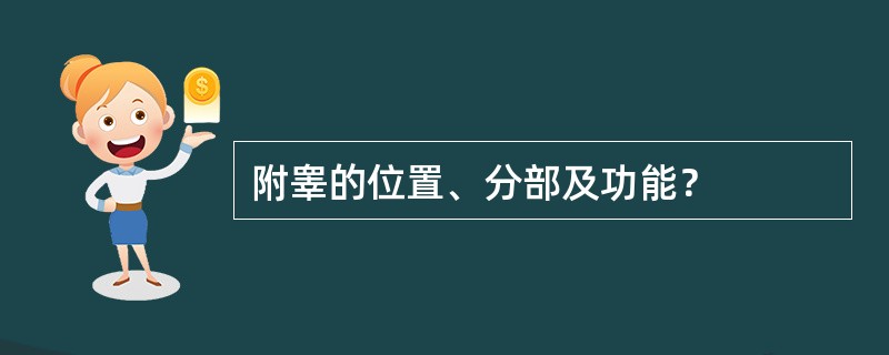 附睾的位置、分部及功能？