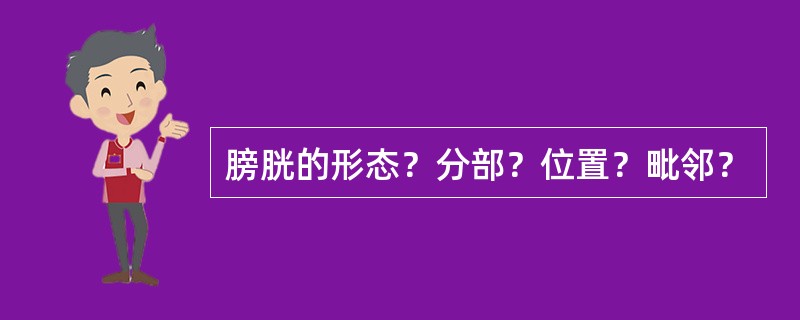 膀胱的形态？分部？位置？毗邻？