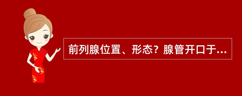 前列腺位置、形态？腺管开口于何处？