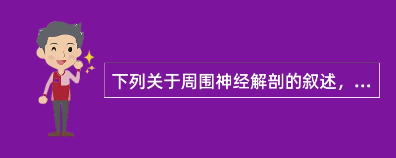 下列关于周围神经解剖的叙述，不恰当的是（）