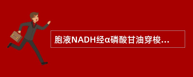 胞液NADH经α磷酸甘油穿梭机制可得（）