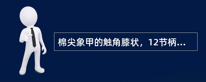 棉尖象甲的触角膝状，12节柄节长（）梗节和鞭节之和。