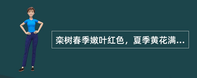 栾树春季嫩叶红色，夏季黄花满树，秋季叶转黄，果实转黄与红色，是观叶.观花.观果的