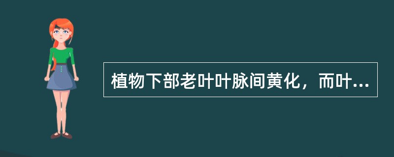 植物下部老叶叶脉间黄化，而叶脉为正常绿色，叶缘向上或向下有揉皱，表示（）.