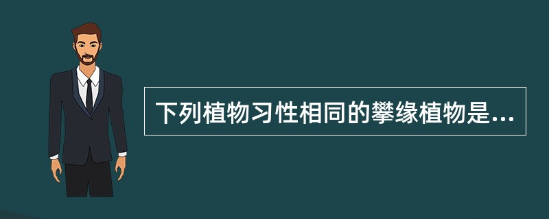 下列植物习性相同的攀缘植物是（）。