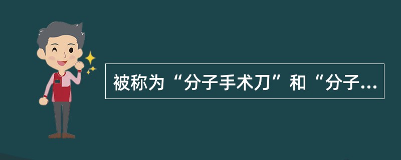 被称为“分子手术刀”和“分子针线”的酶分别是（）